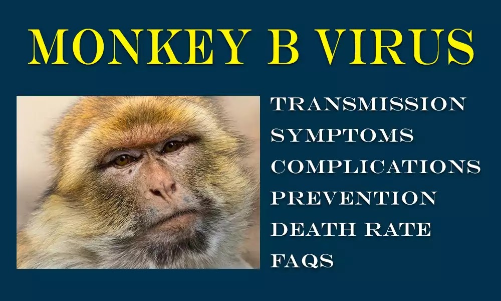 monkey 2Bb 2Bvirus